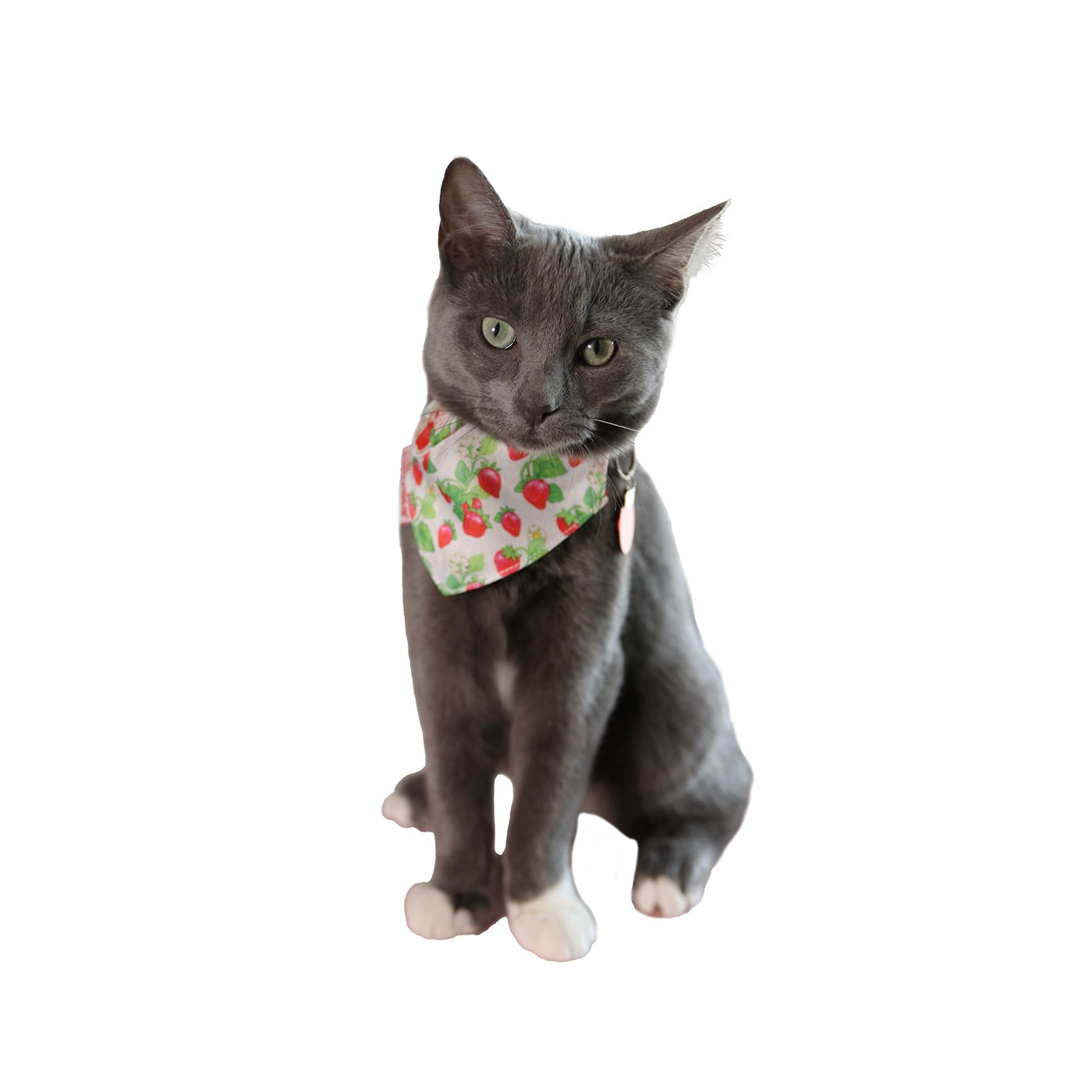 Strawberry Shortcake x Travel Cat Bandana