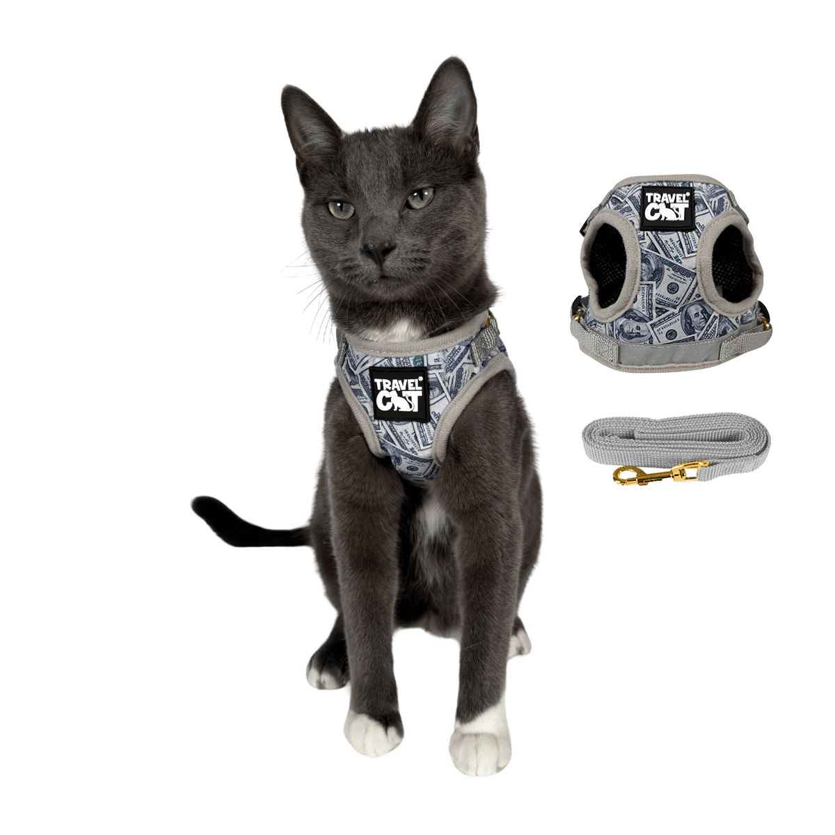 #Color_Cash Cat