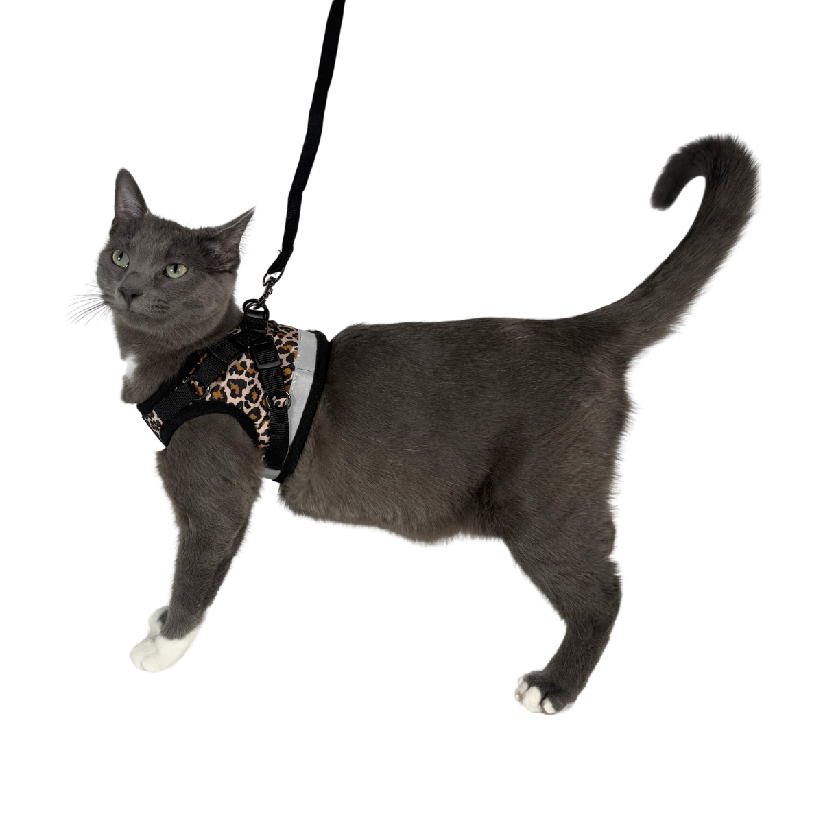 "The Cheeky Cheetah" Limited Edition Cheetah Print Cat Harness