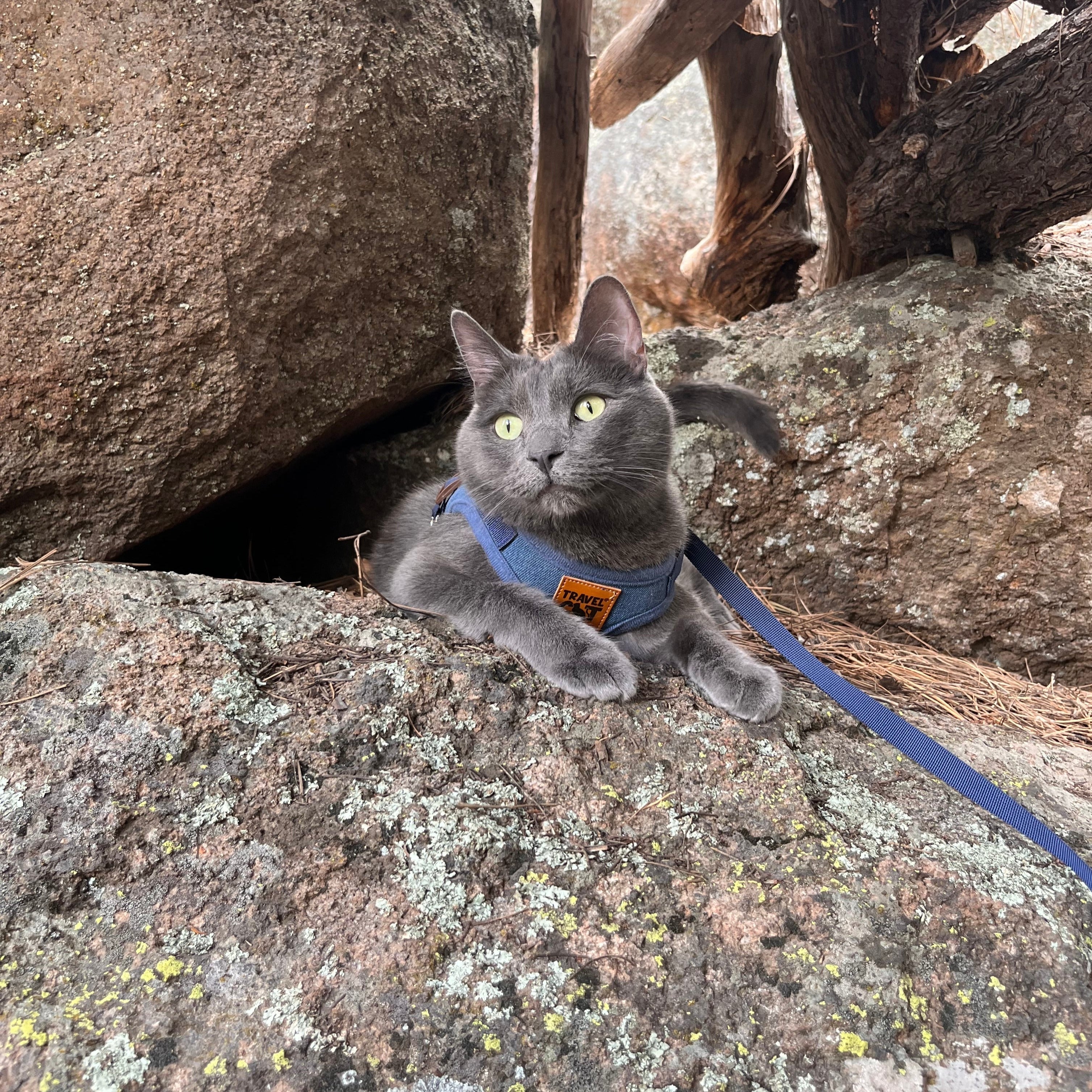 "The Jean Jacket" Limited Edition Cat Harness & Leash Set