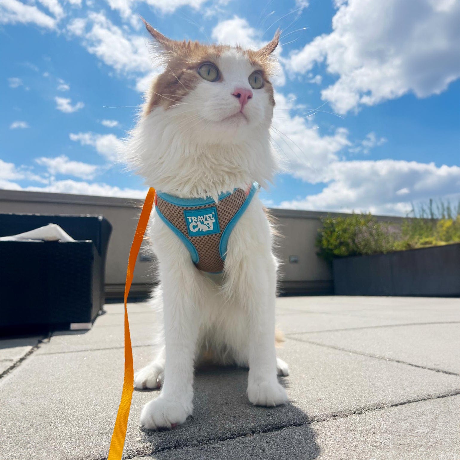 Cat travel retailer harness