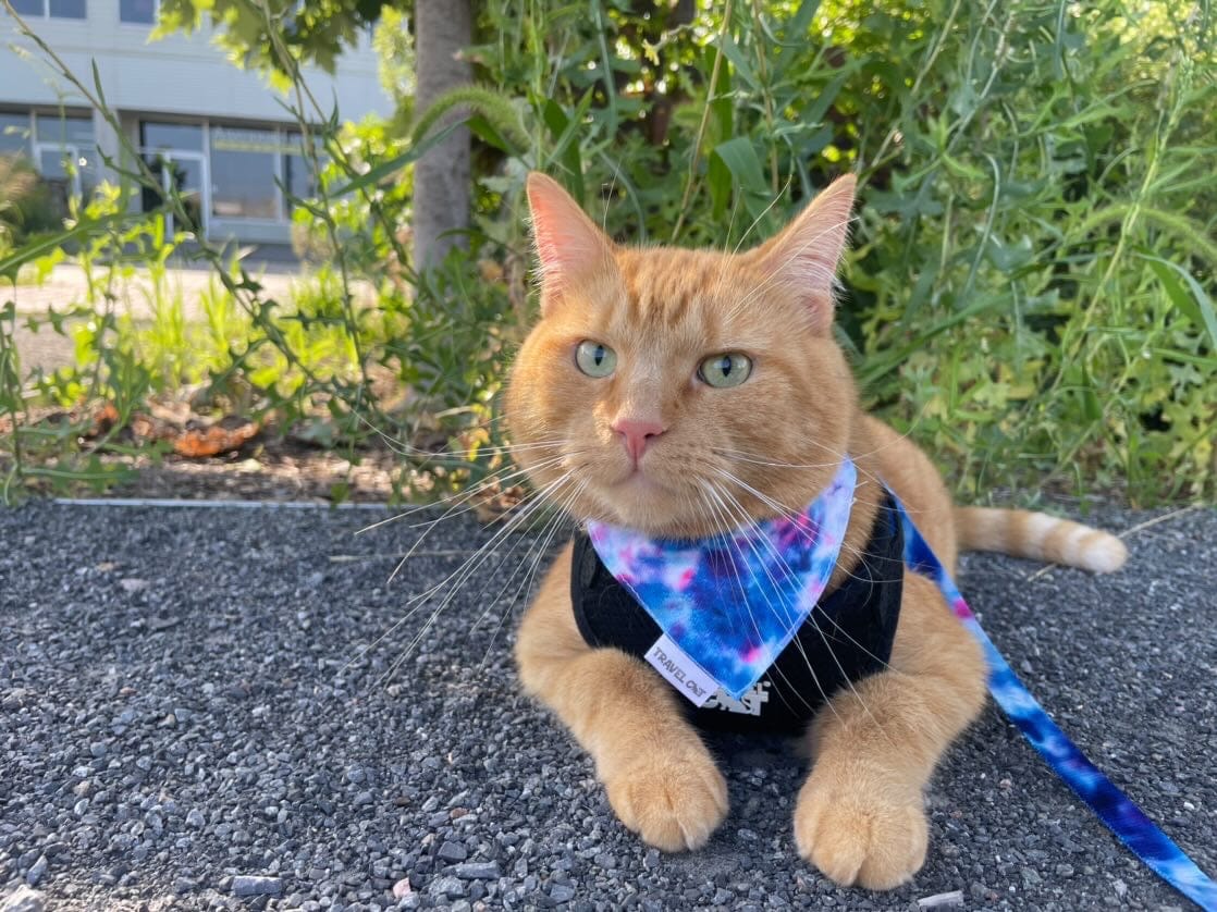The Groovy Cat Bandana & Cat Collar