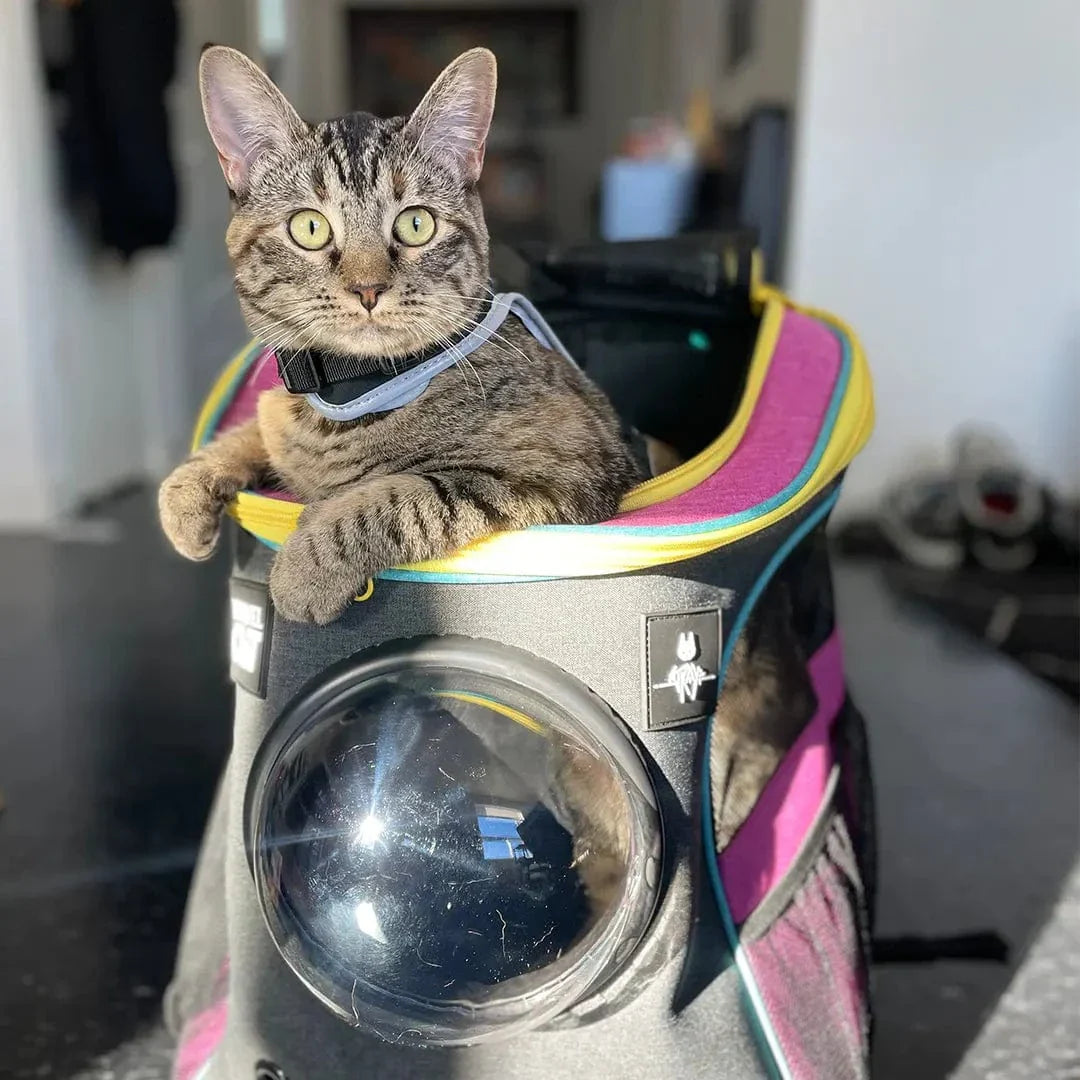Stray x Travel Cat Backpack - Limited-Edition