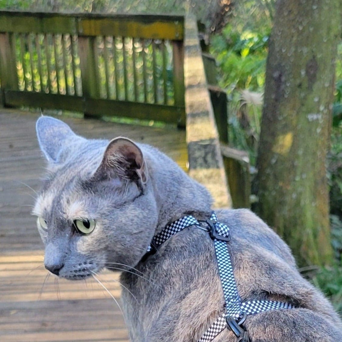"The Day Tripper" Perfect Adjustable H-Style Cat Harness & Bungee Leash Set - Checkered