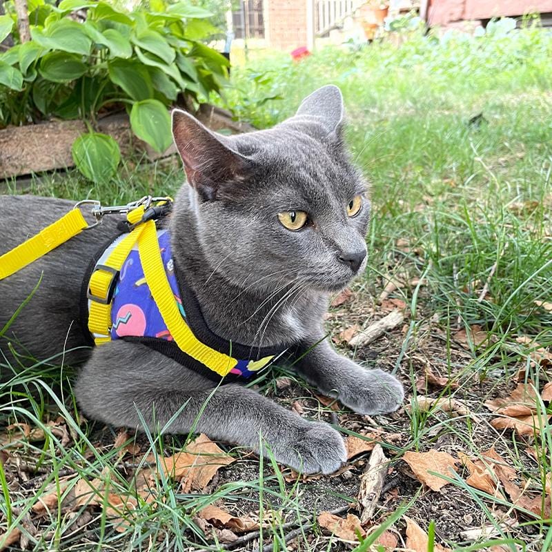 "The '90s Cat" Limited-Edition Harness & Leash Set