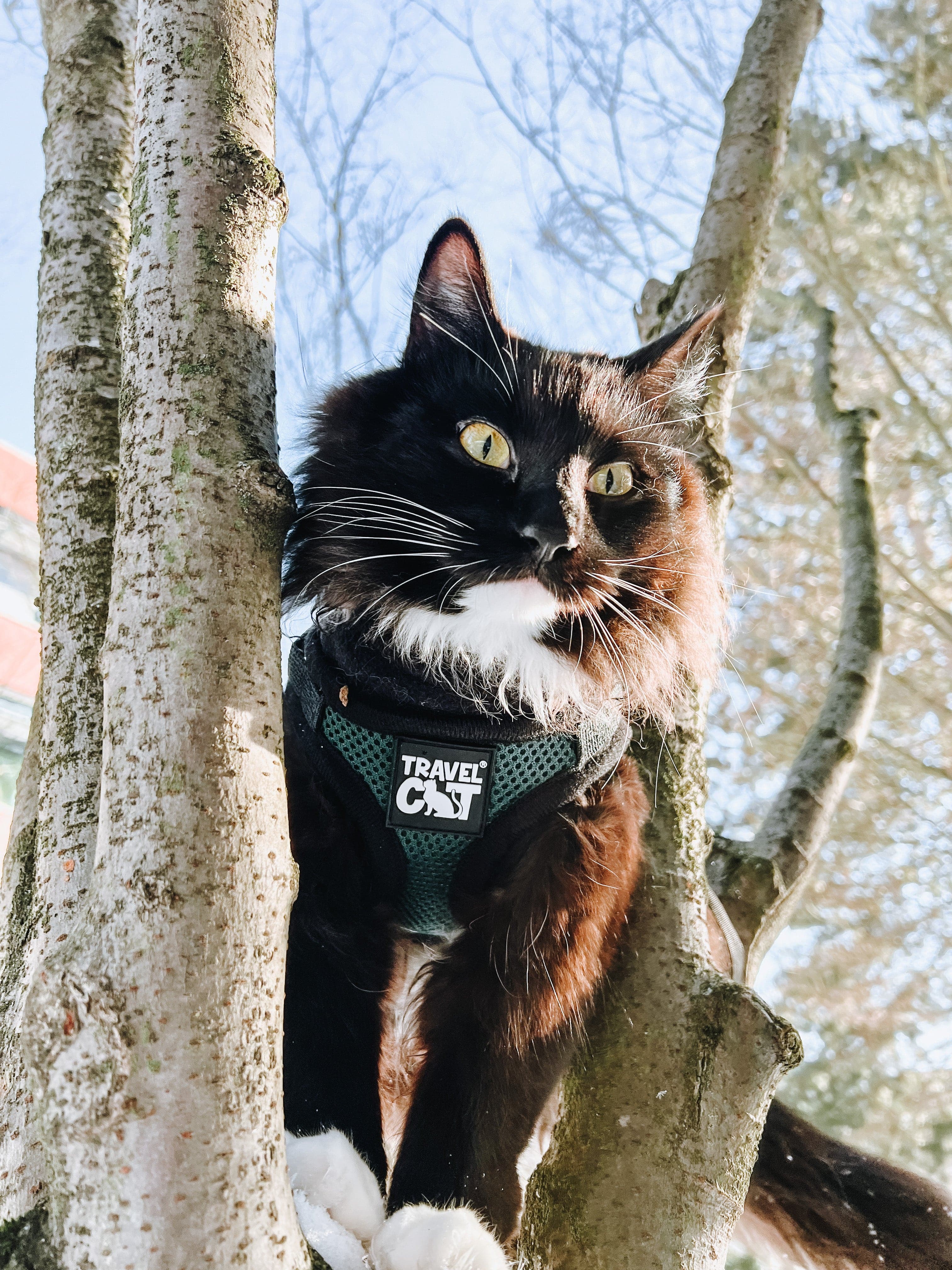 "The Emerald Explorer" Limited Edition Green Cat Harness