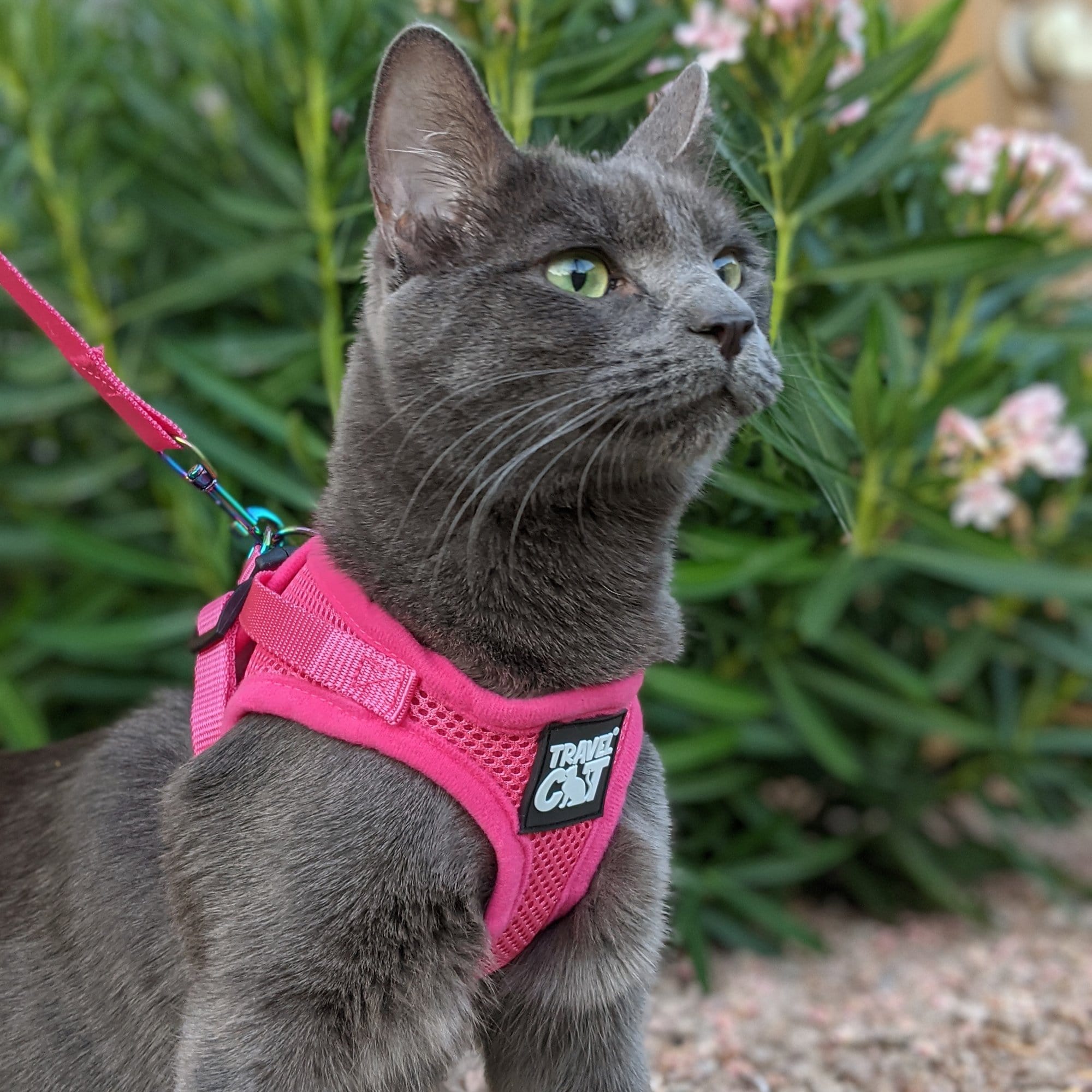 "The Purrfectly Pink" Iridescent Limited-Edition Harness & Leash Set