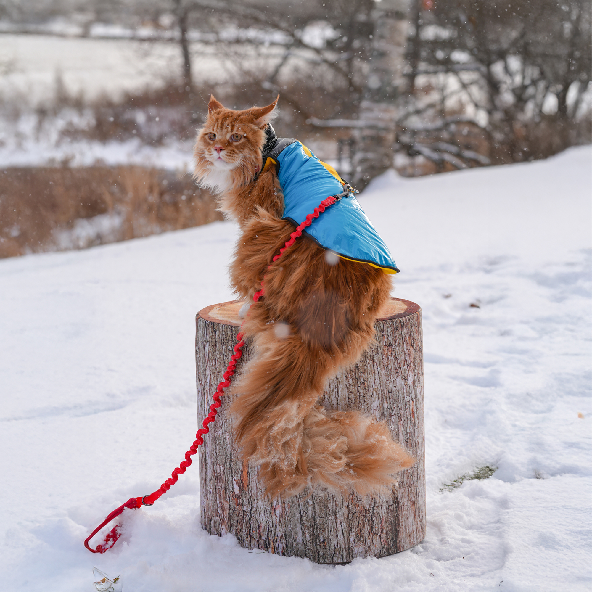 "The Catagonia" Puffer Jacket & Cat Harness