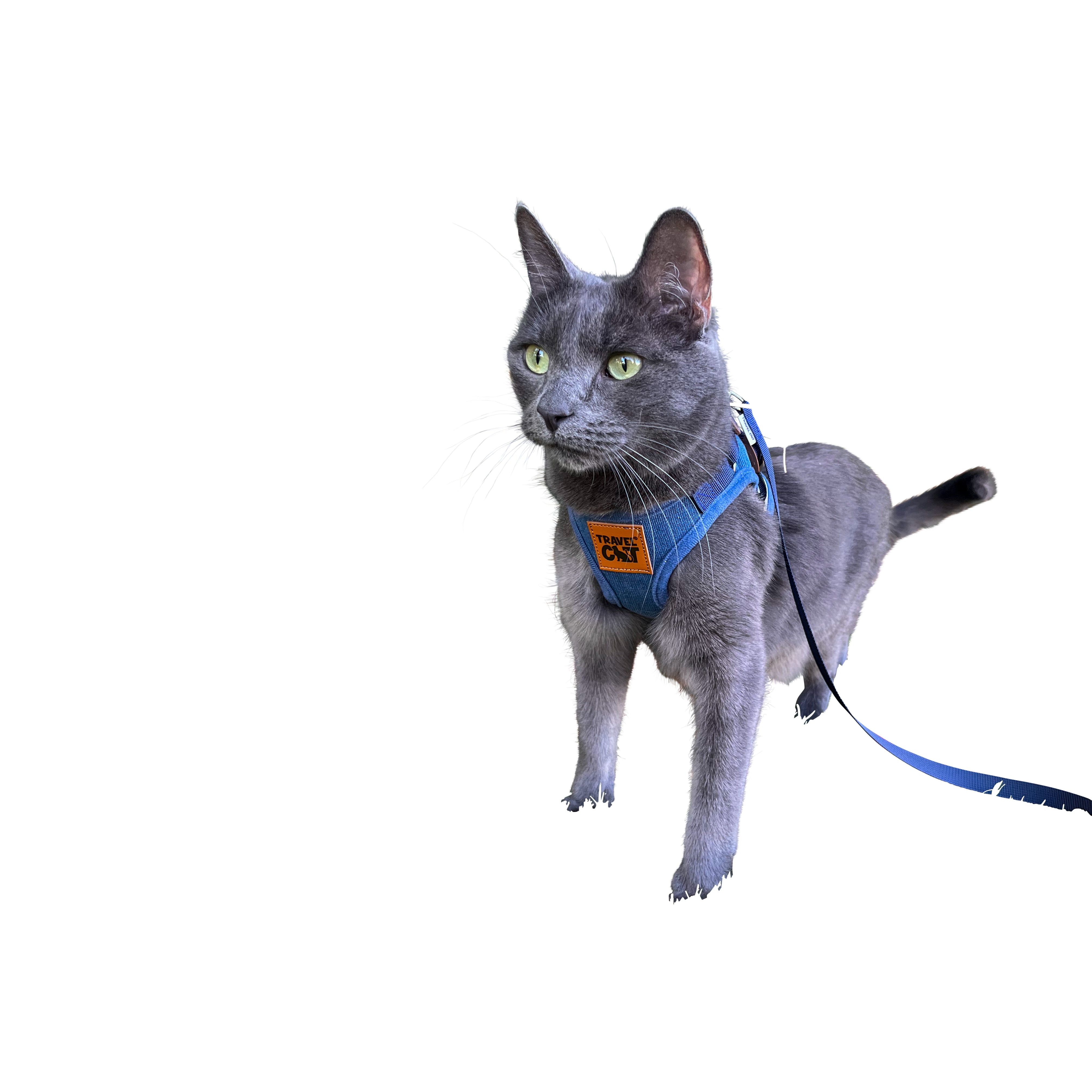 "The Jean Jacket" Limited Edition Cat Harness & Leash Set