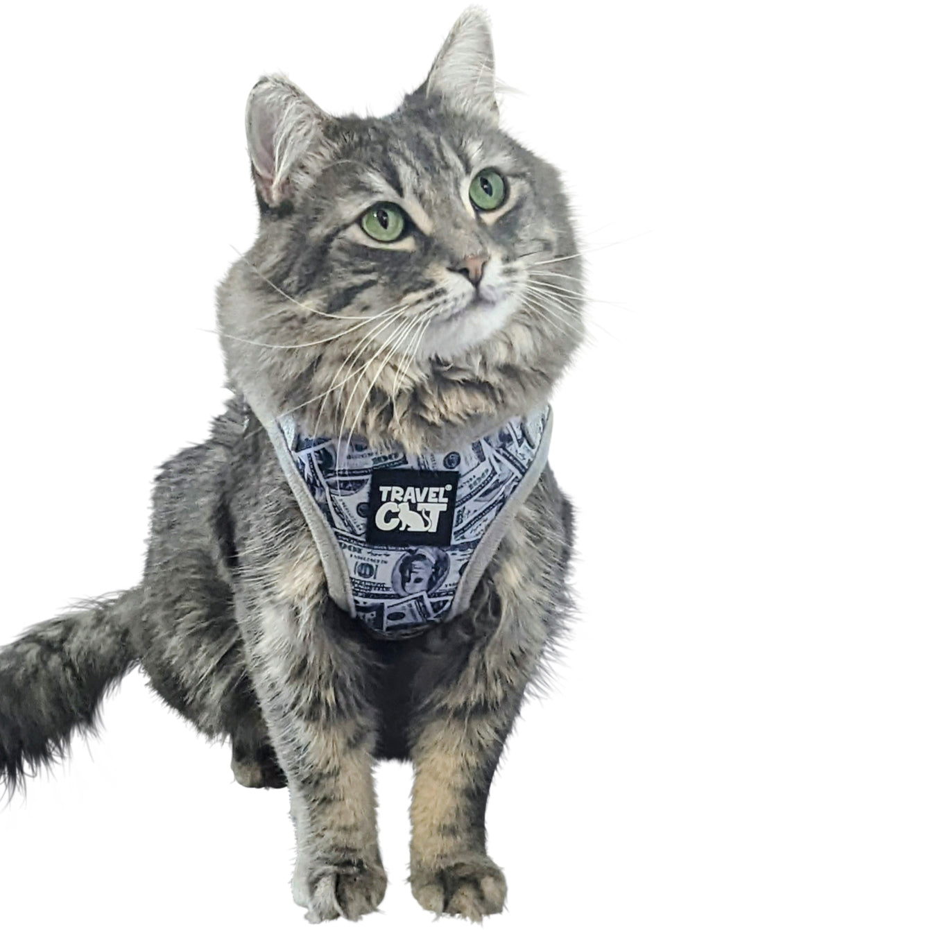 "Cash Cat" Limited Edition Harness & Leash Set