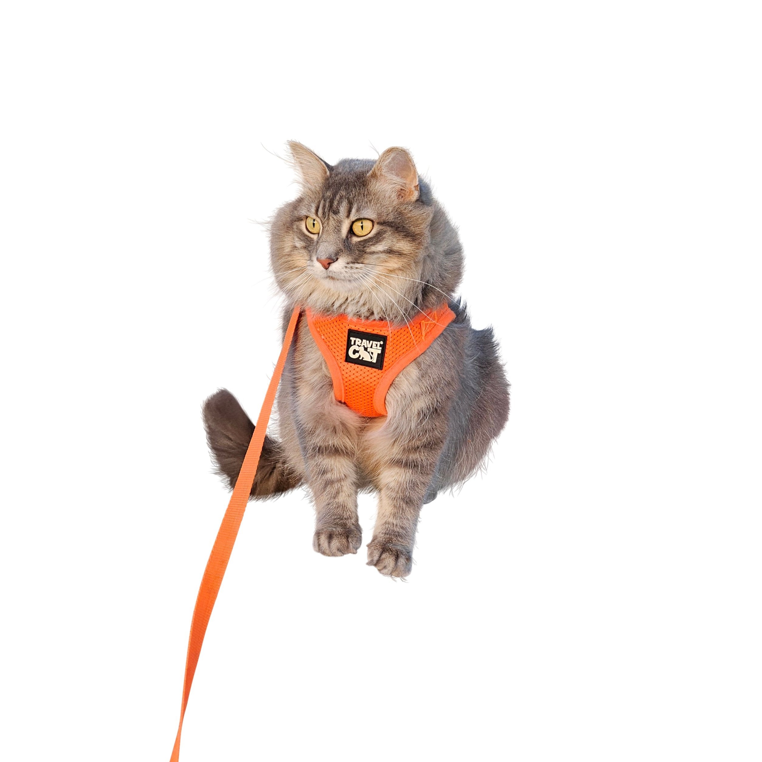 The Orange True Adventurer" Reflective Cat & Kitten Harness and Leash