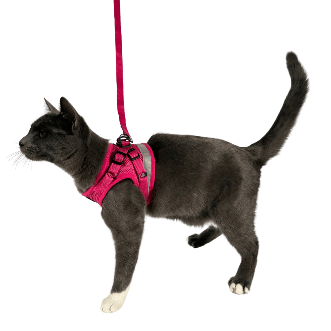 #Color_The Purrfectly Pink
