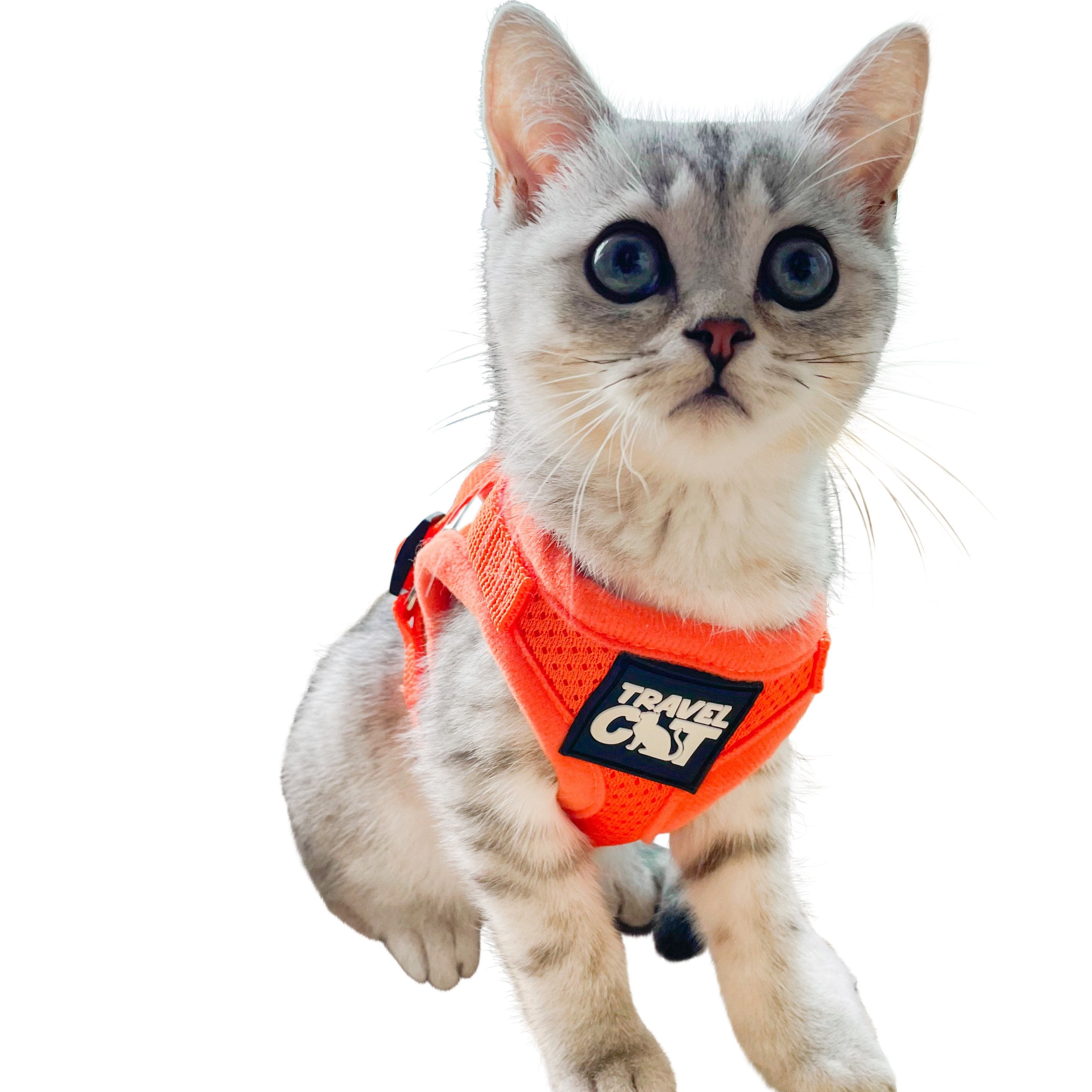 The Orange True Adventurer" Reflective Cat & Kitten Harness and Leash