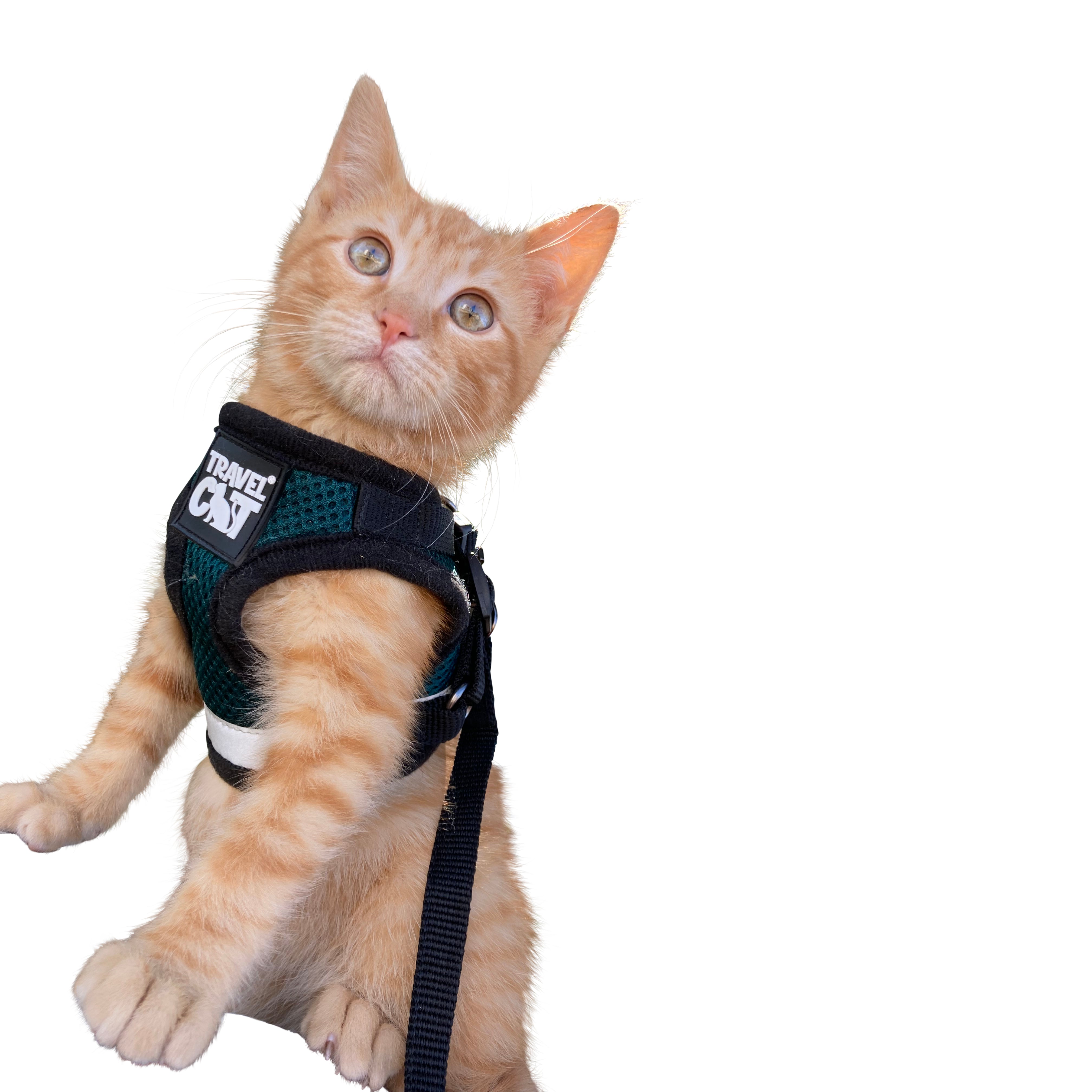 "The Emerald Explorer" Limited Edition Green Cat Harness