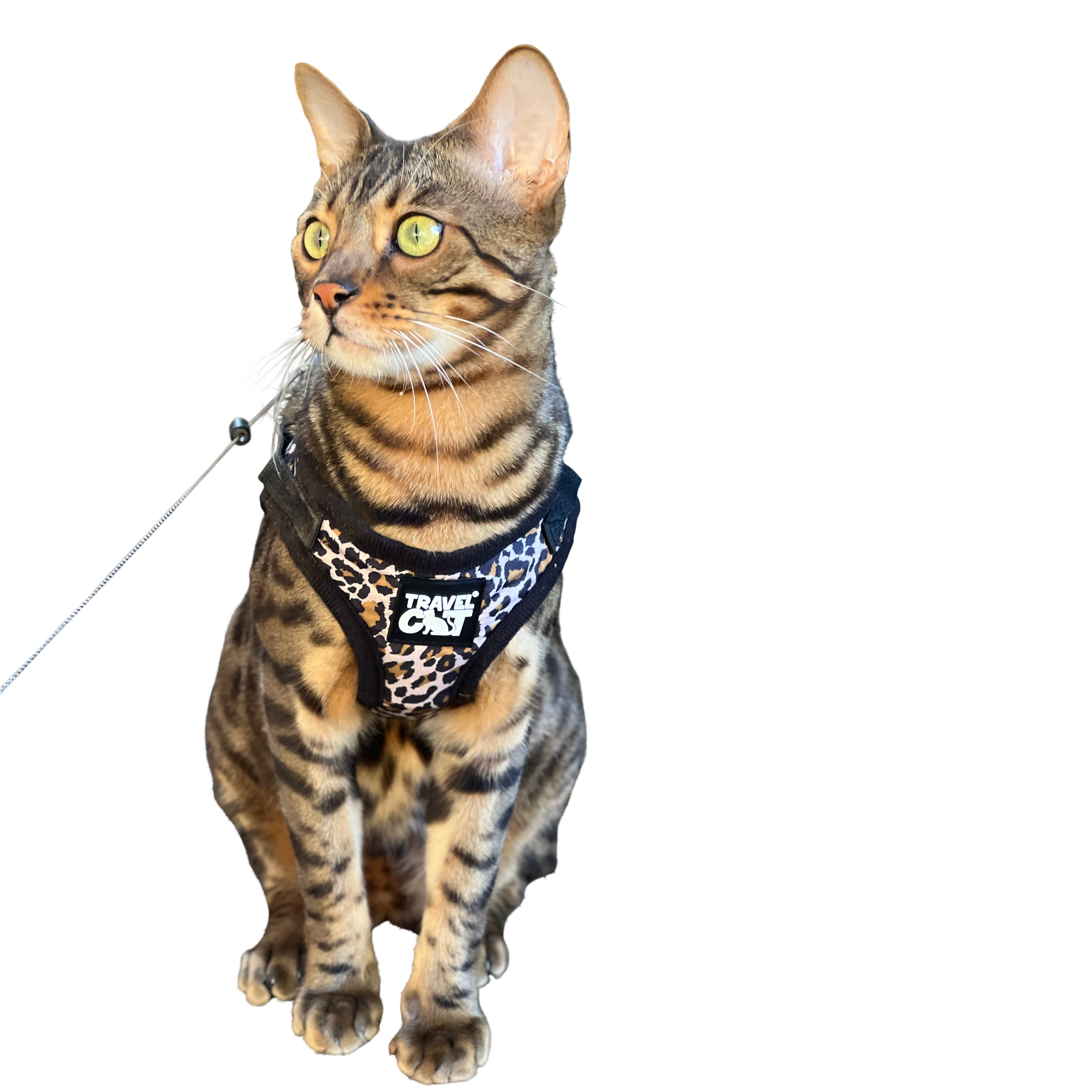 "The Cheeky Cheetah" Limited Edition Cheetah Print Cat Harness