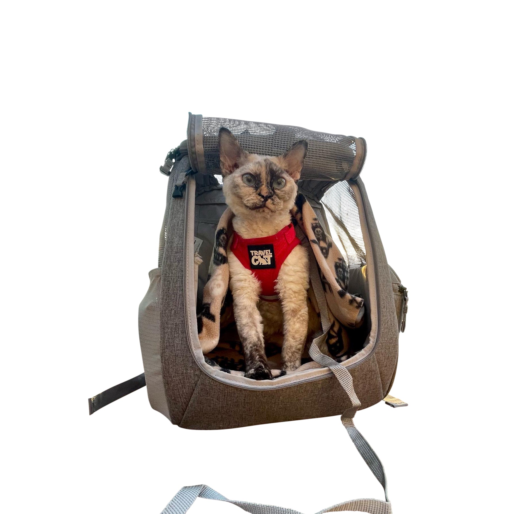 The Red True Adventurer" Reflective Cat & Kitten Harness and Leash