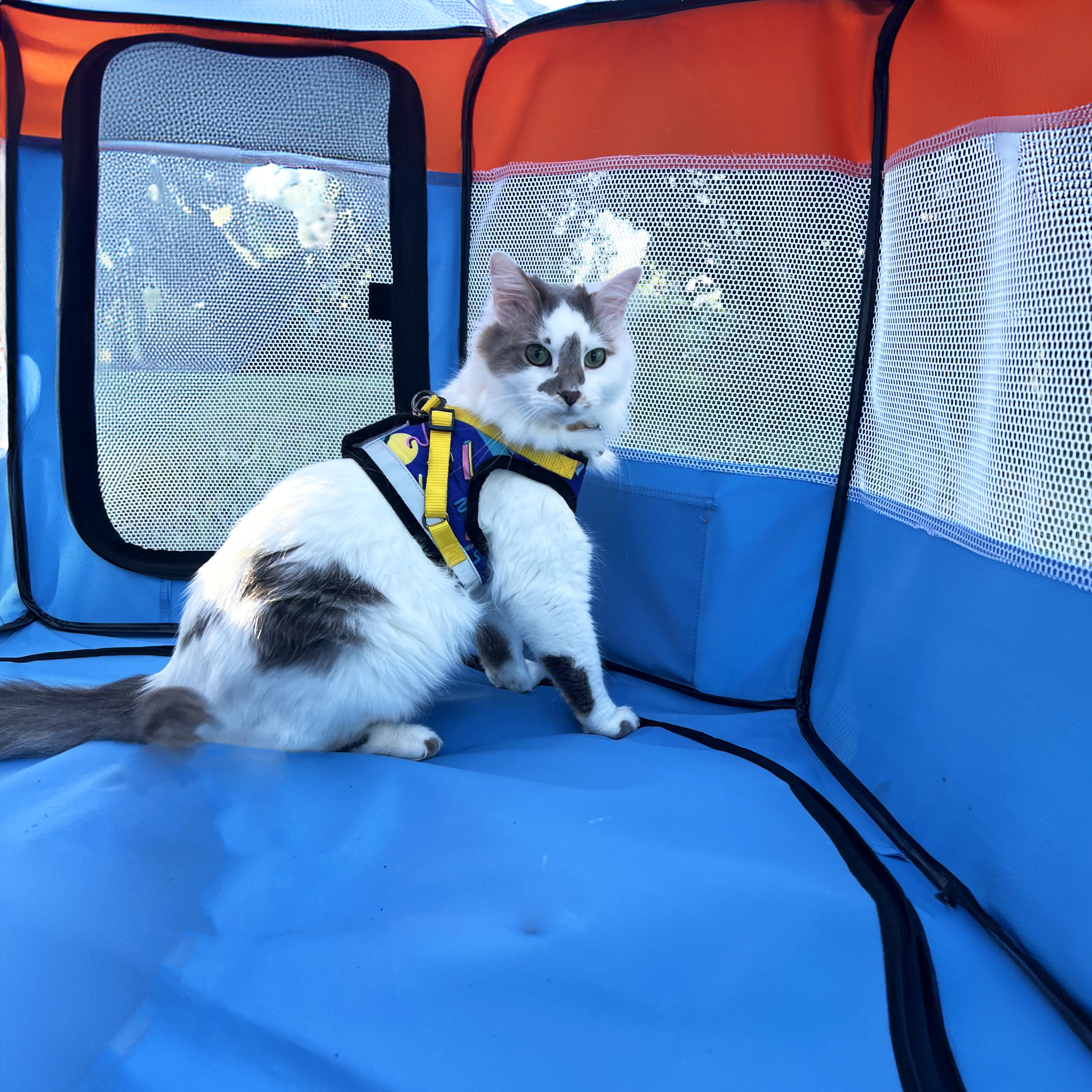 cat play tents The Feline Fun House
