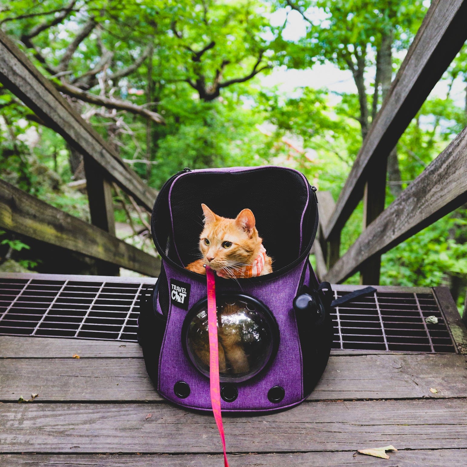 The Fat Cat
