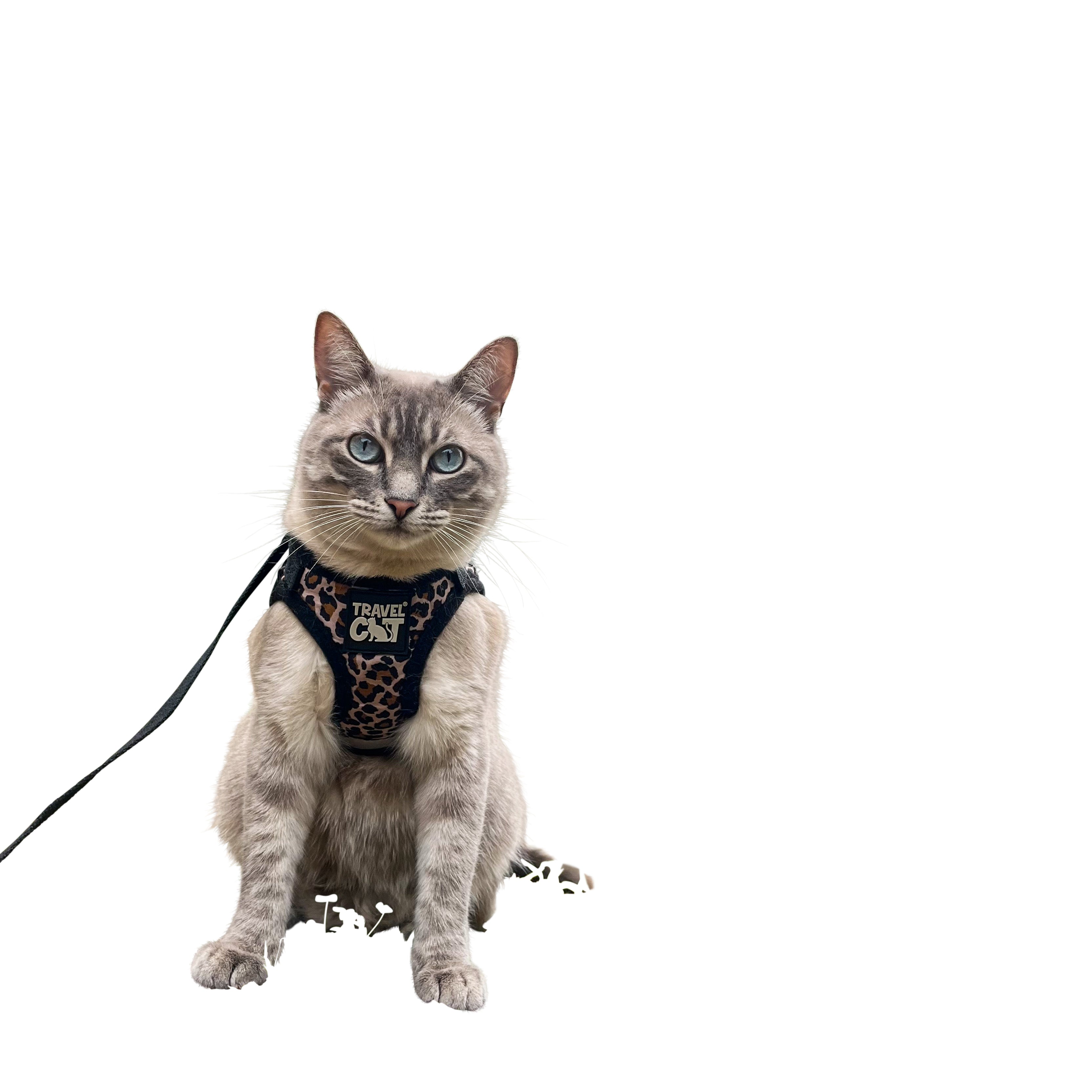 "The Cheeky Cheetah" Limited Edition Cheetah Print Cat Harness