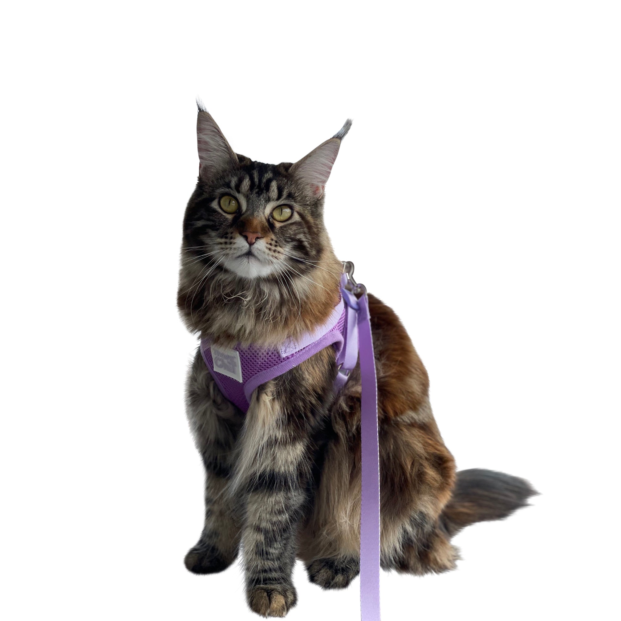 "The Lavender" Limited-Edition Purple Cat Harness & Leash Set