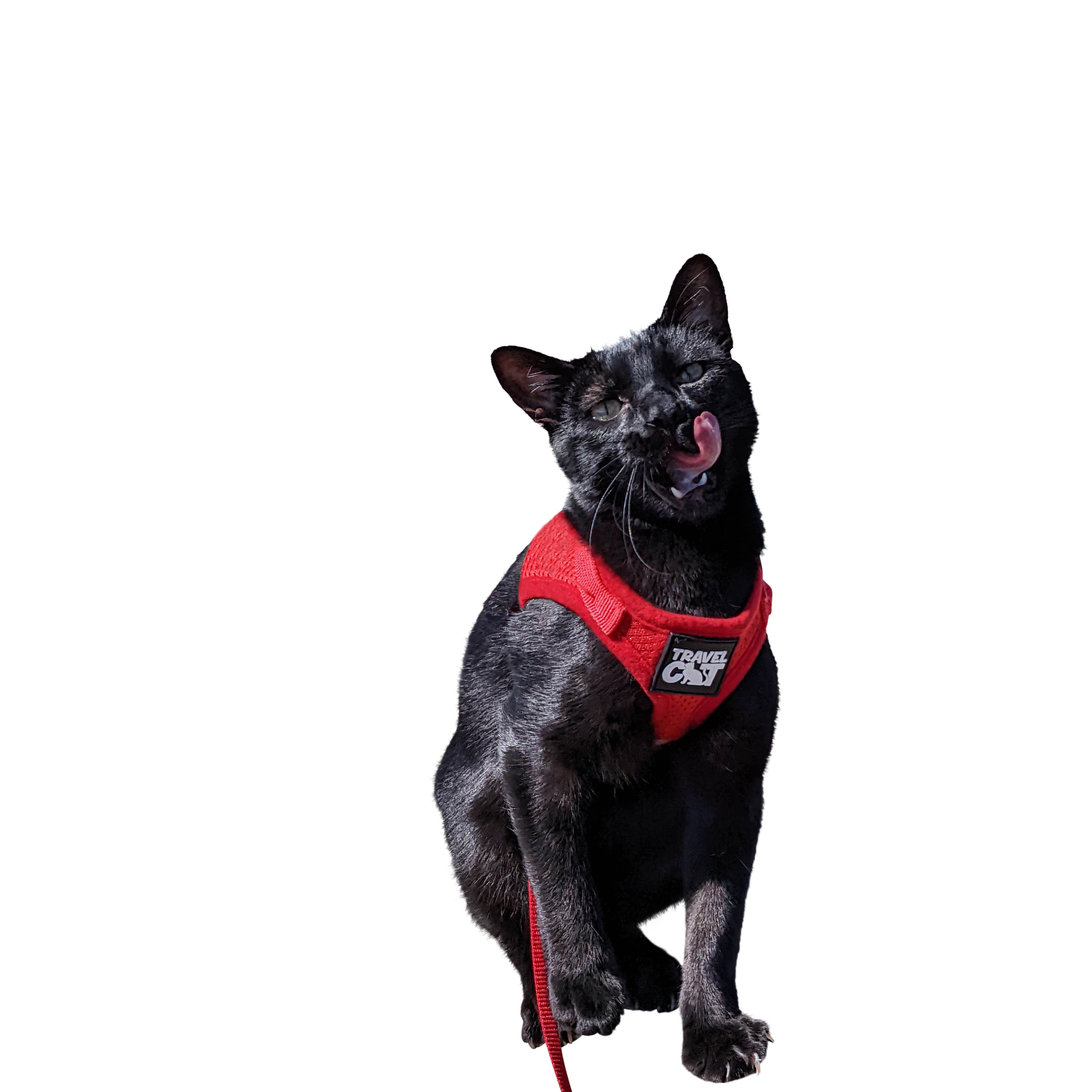 The Red True Adventurer" Reflective Cat & Kitten Harness and Leash