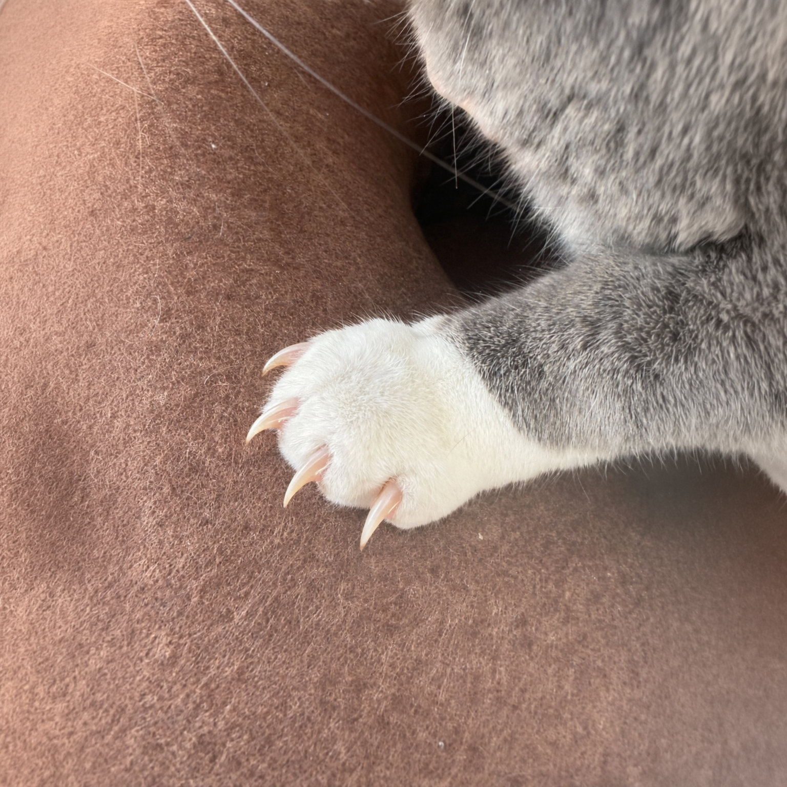 "Donut!" Cat Hideaway Cave- Chocolate & Cream