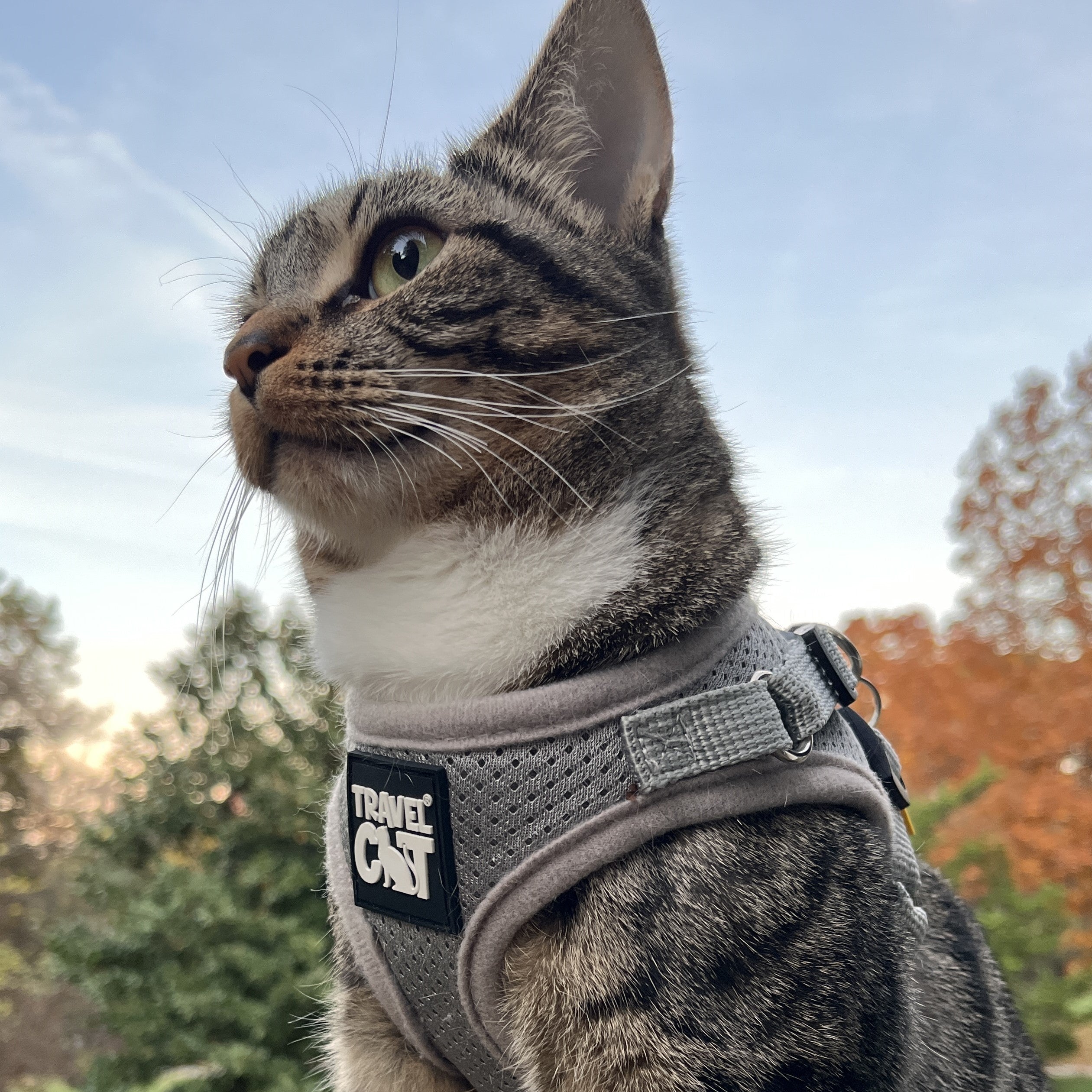 The Grey True Adventurer" Reflective Cat & Kitten Harness and Leash