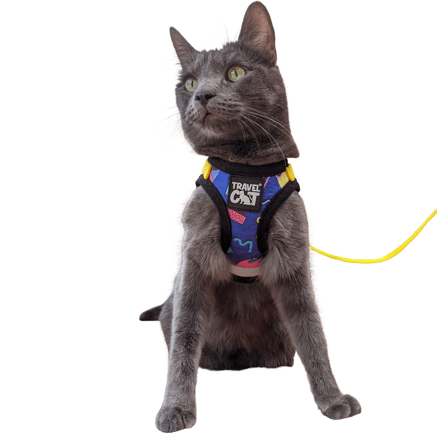#Color_The 90s Cat
