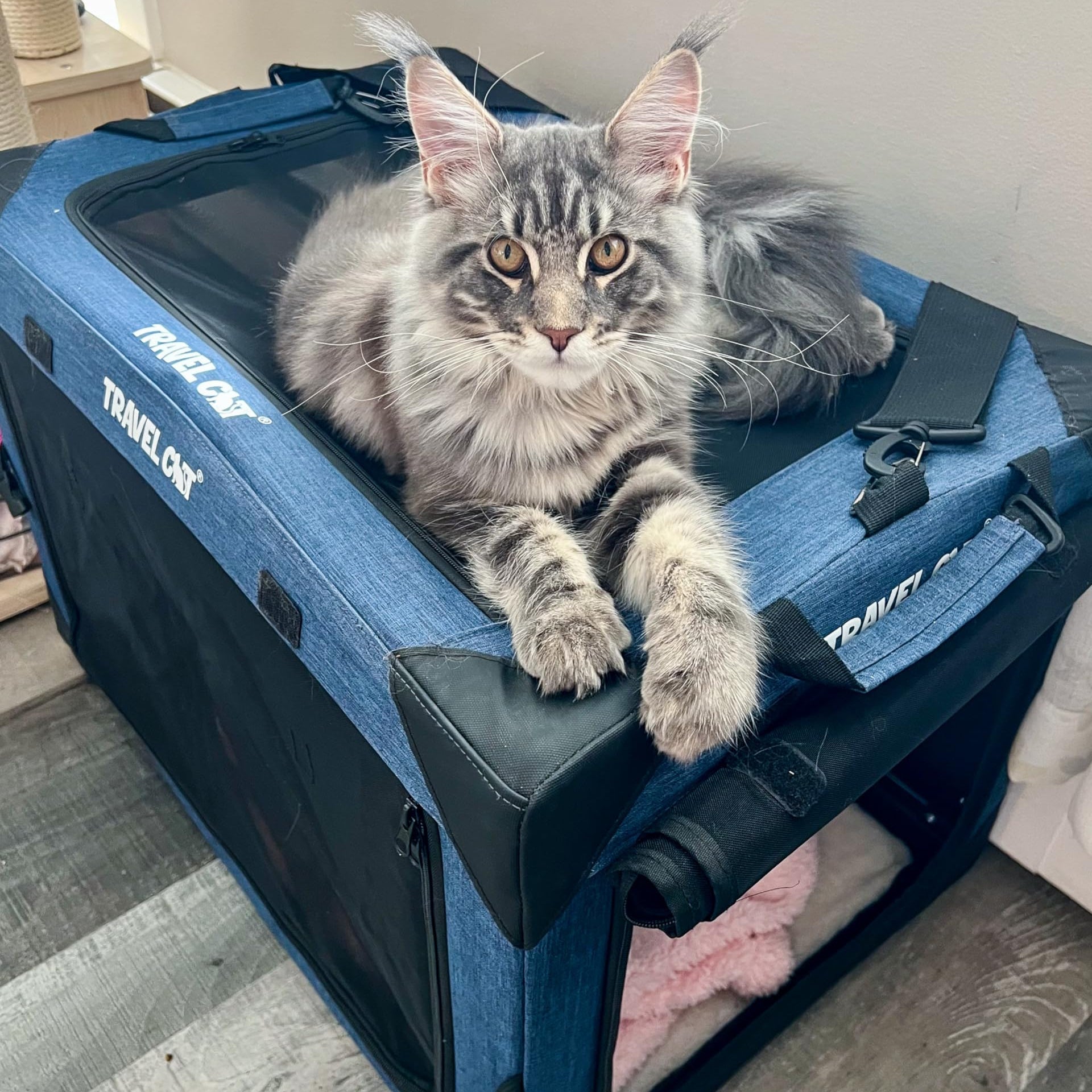 "The Boop Coop" Collapsible Travel Cat Crate & Carrier