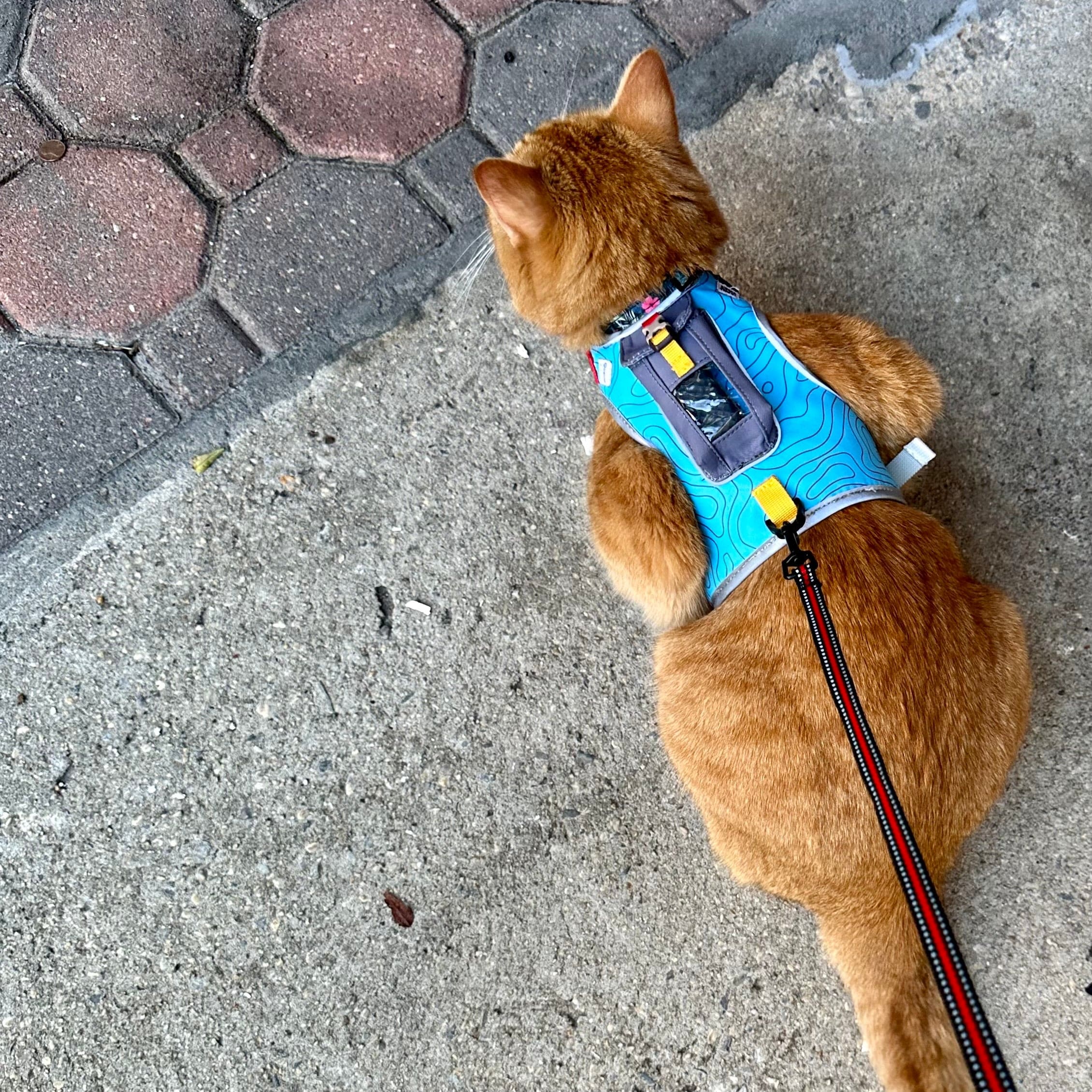 The Pathfinder Cat Harness with GPS Tracker Pocket Powered by Tractive