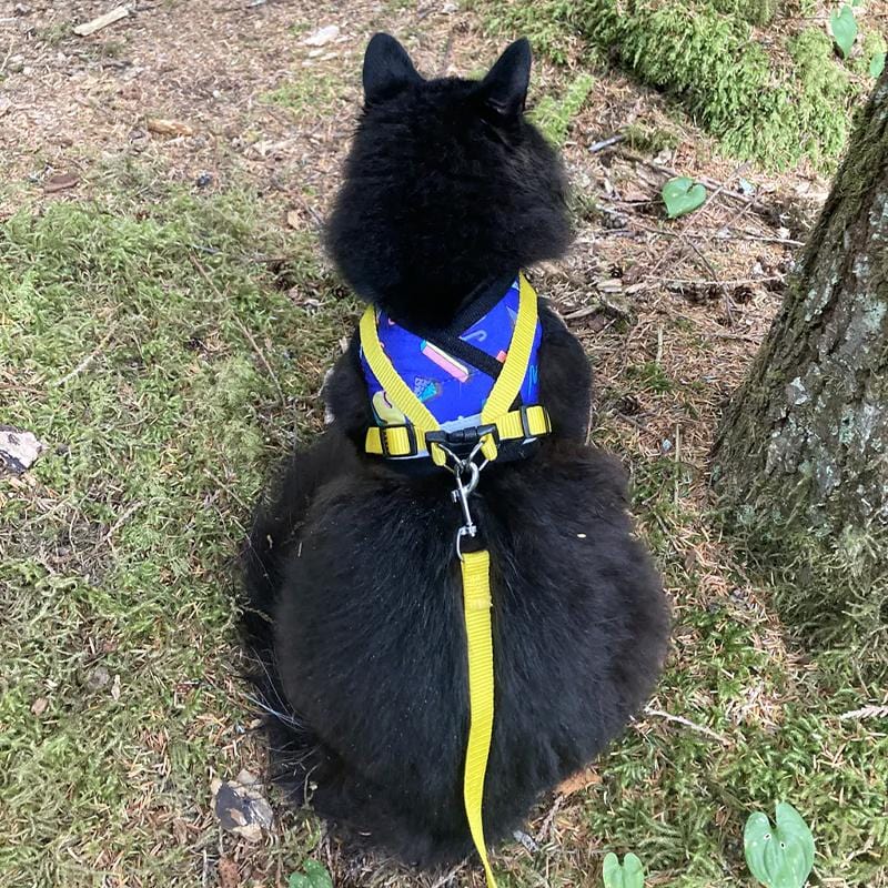 "The '90s Cat" Limited-Edition Harness & Leash Set