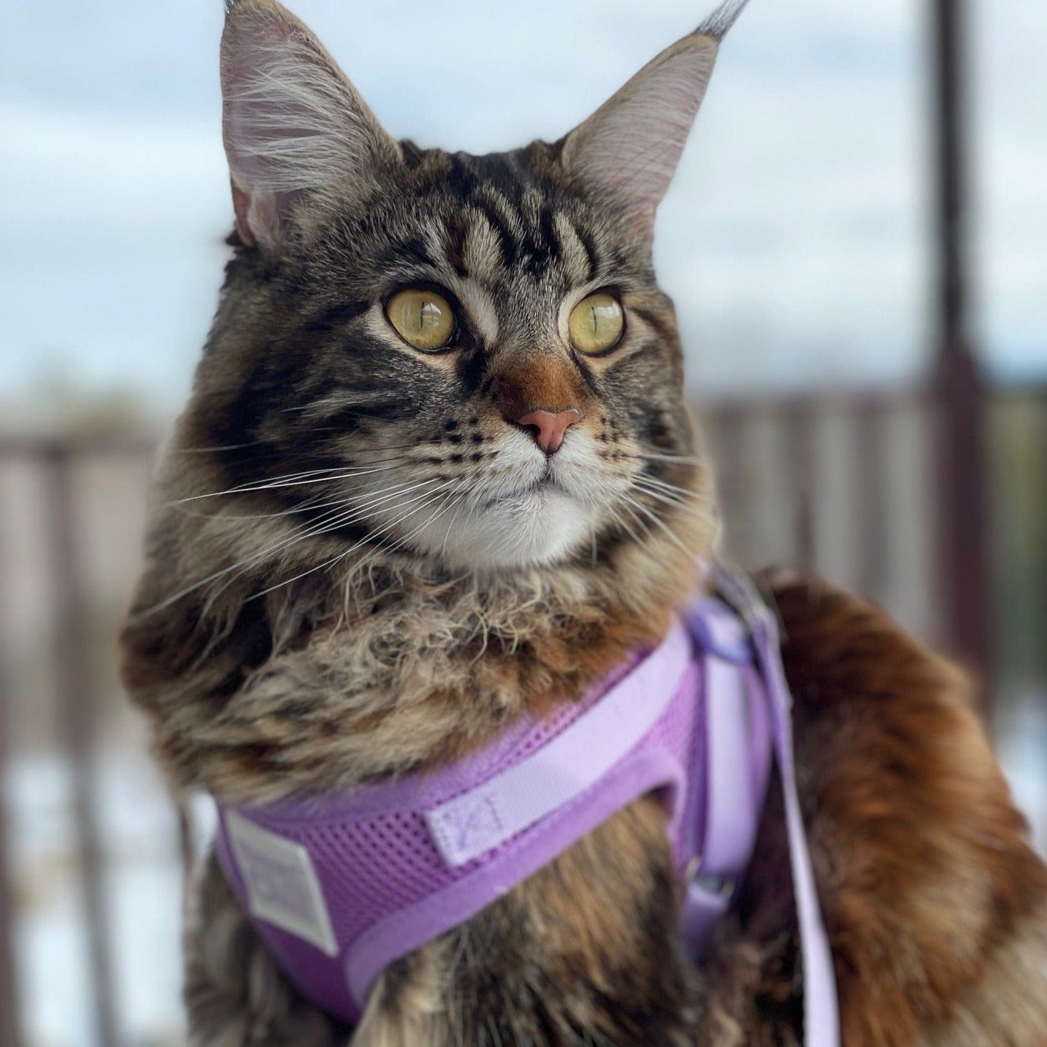 "The Lavender" Limited-Edition Purple Cat Harness & Leash Set