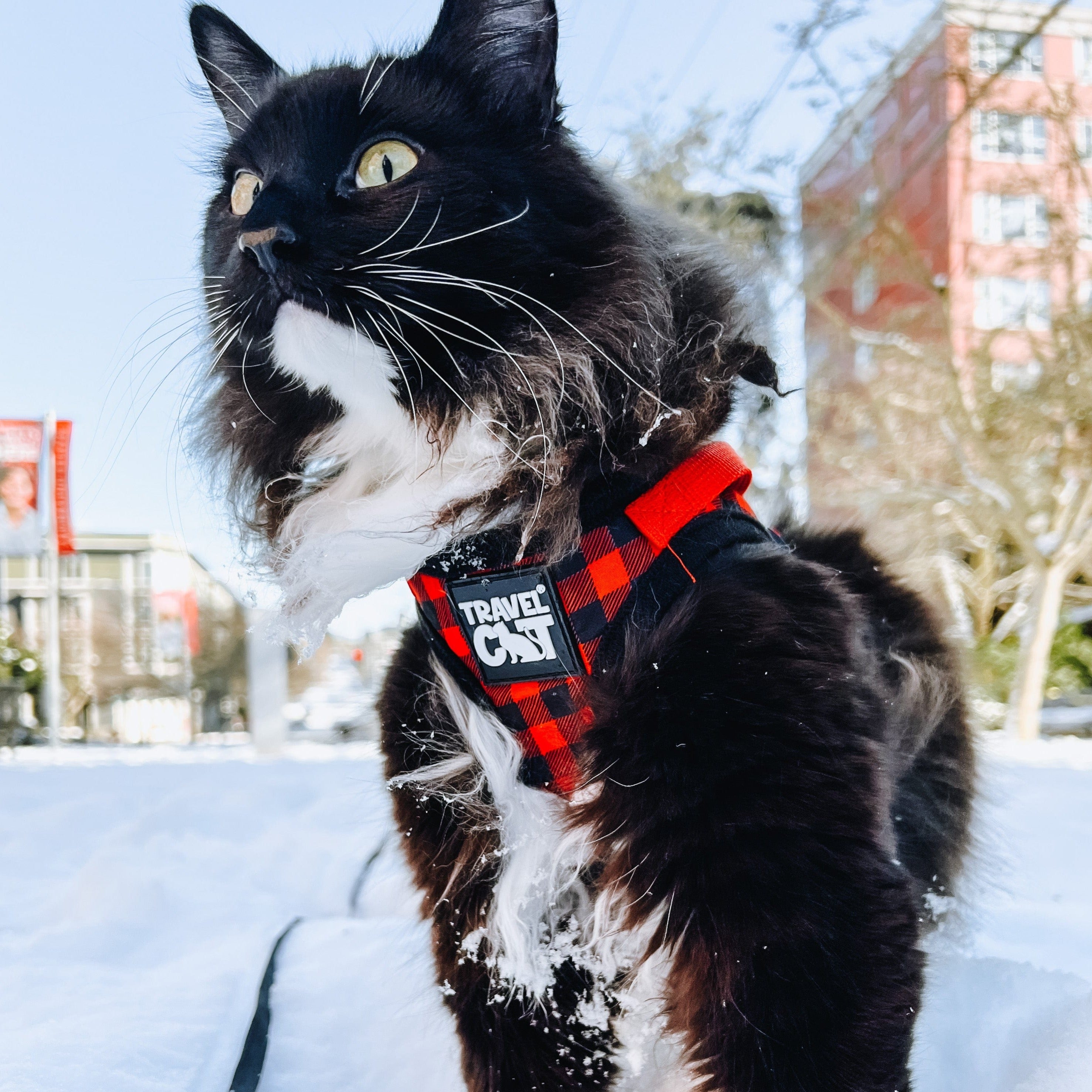 "The Pawsitively Plaid" Limited Edition Buffalo Plaid Cat Harness